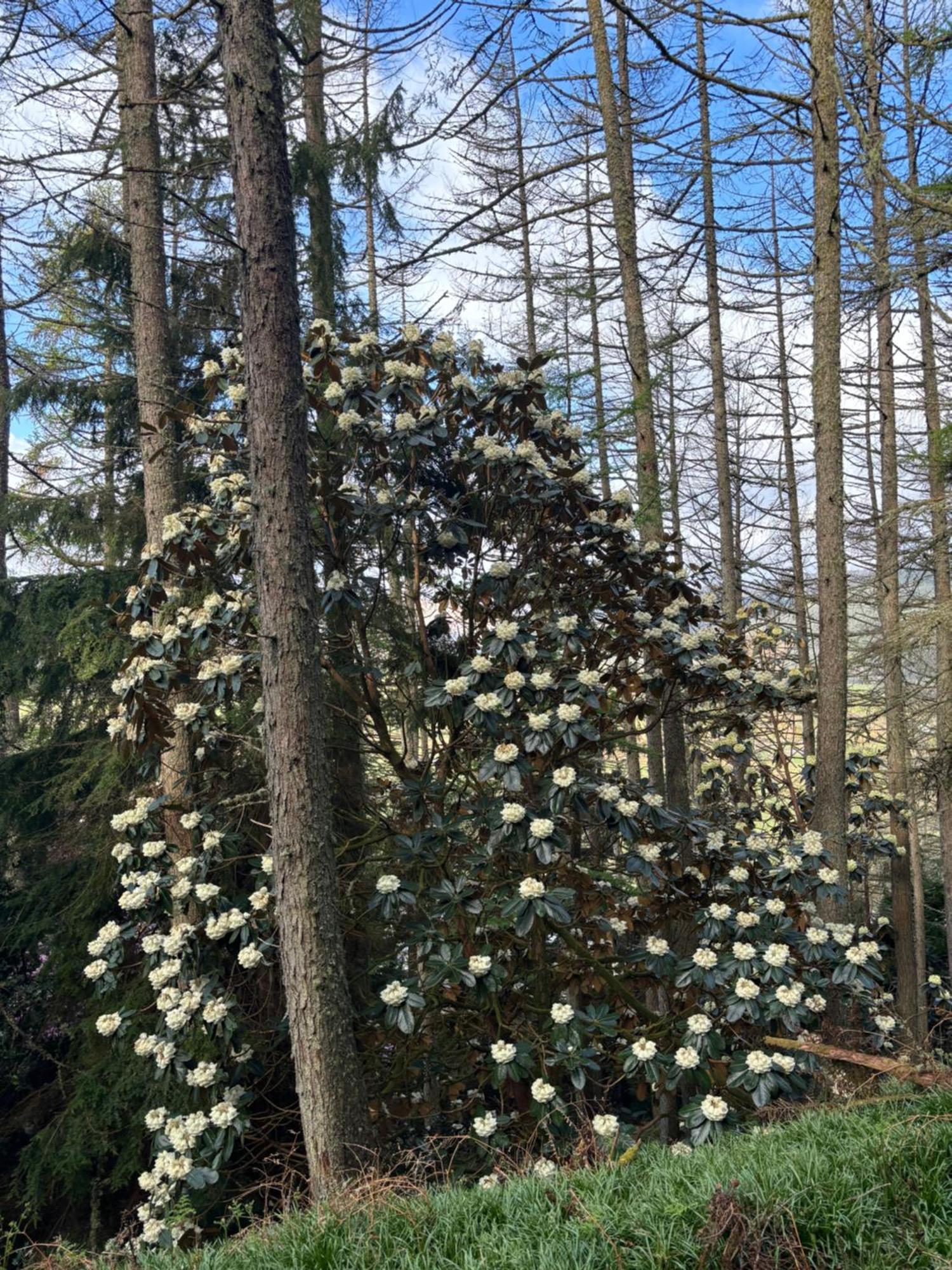 North Lodge Kilmun Εξωτερικό φωτογραφία