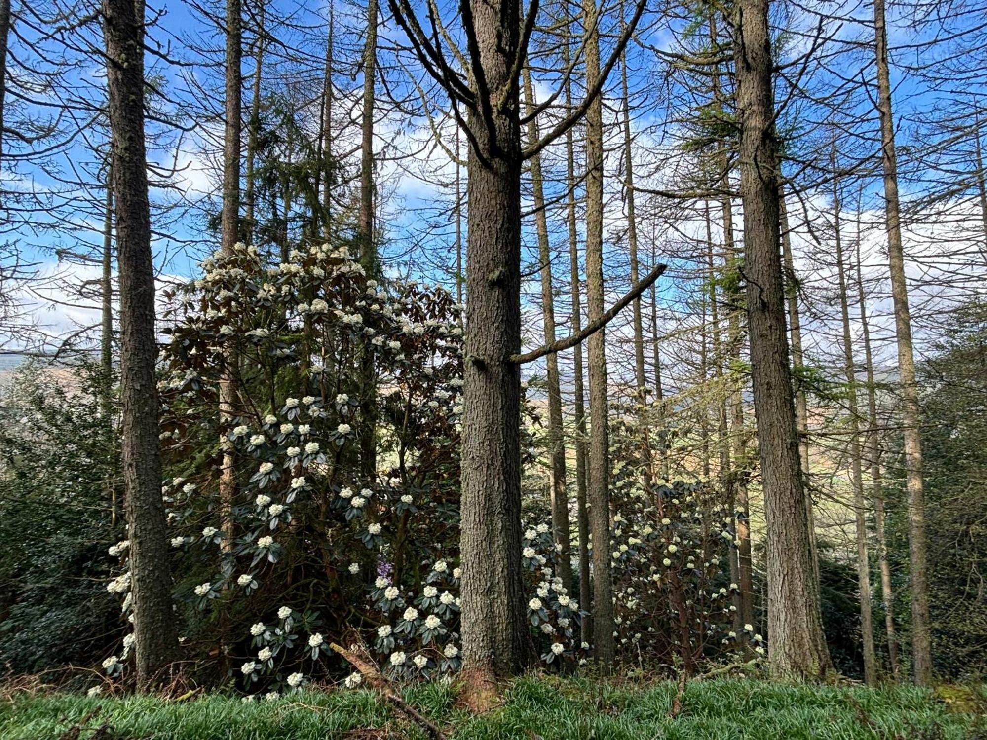 North Lodge Kilmun Εξωτερικό φωτογραφία